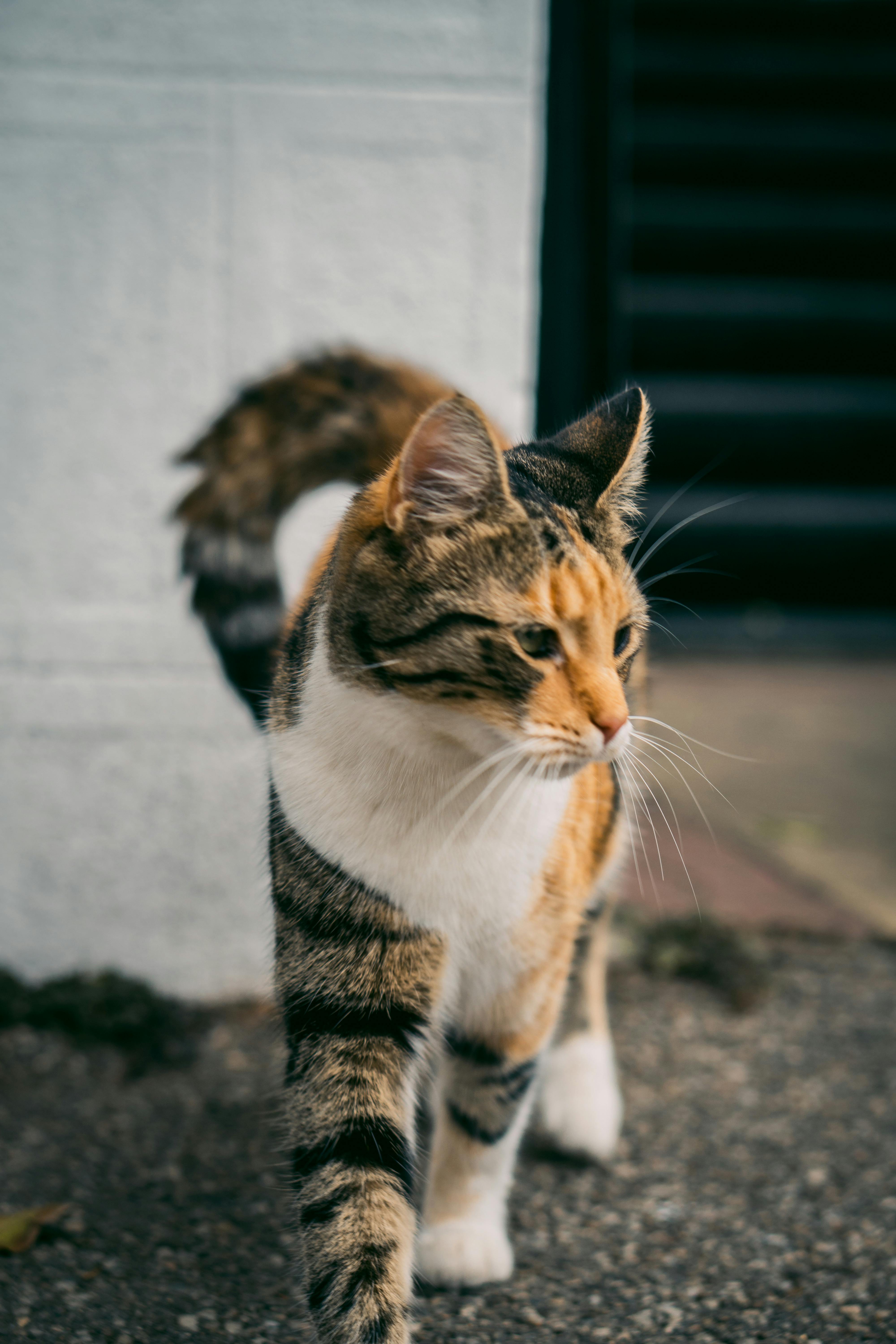 Photo Calico Cat Walking